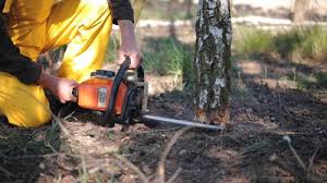 Best Tree Mulching  in Fort Llins, CO