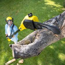 Best Weed Control  in Fort Llins, CO