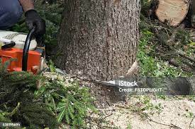 Best Hazardous Tree Removal  in Fort Llins, CO