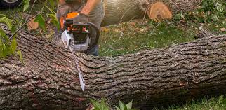 Best Tree Disease Treatment  in Fort Llins, CO
