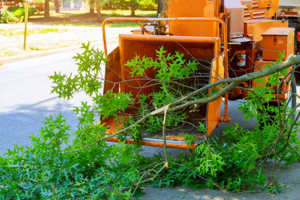 Best Tree Risk Assessment  in Fort Llins, CO