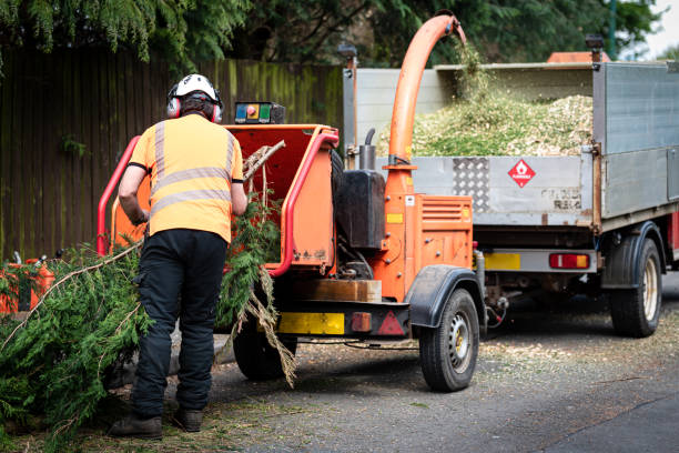 Best Arborist Consultation Services  in Fort Llins, CO