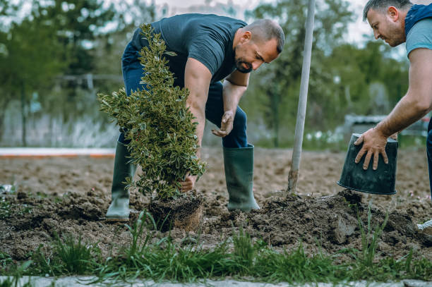 Best Lawn Drainage Solutions  in Fort Llins, CO