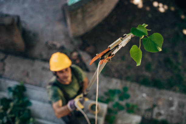 Best Tree Preservation Services  in Fort Llins, CO