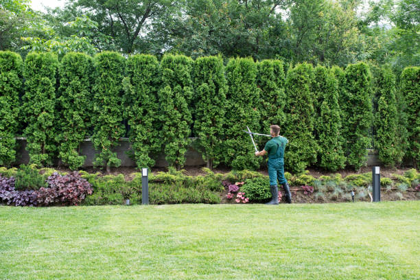 Best Emergency Tree Removal  in Fort Llins, CO