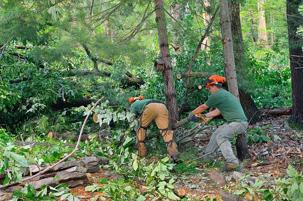 Best Root Management and Removal  in Fort Llins, CO