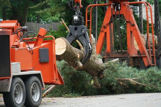 Best Tree and Shrub Care  in Fort Llins, CO