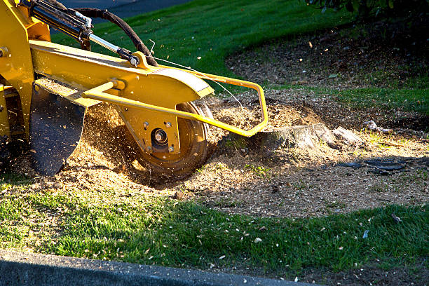 Best Stump Grinding and Removal  in Fort Llins, CO