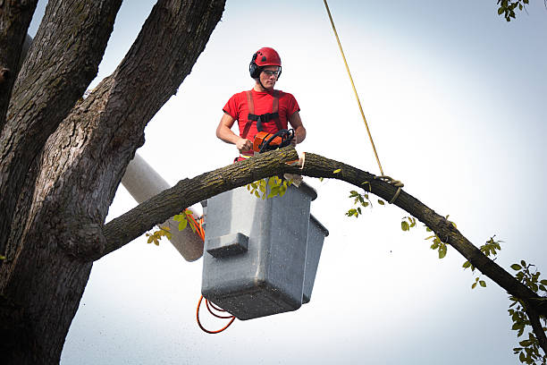 Best Commercial Tree Services  in Fort Llins, CO