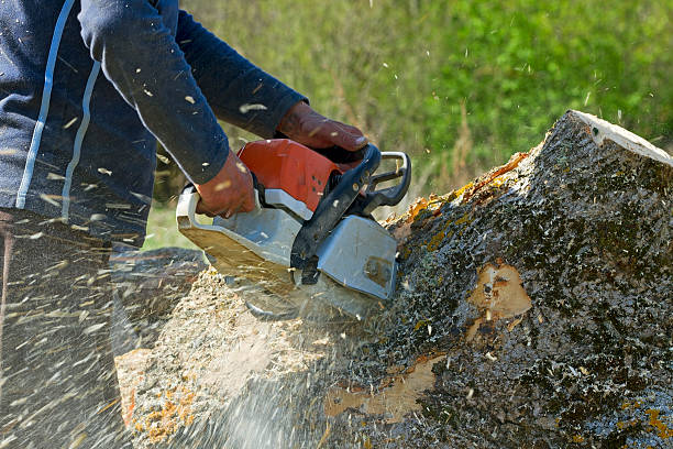 Best Lawn Maintenance Plans  in Fort Llins, CO