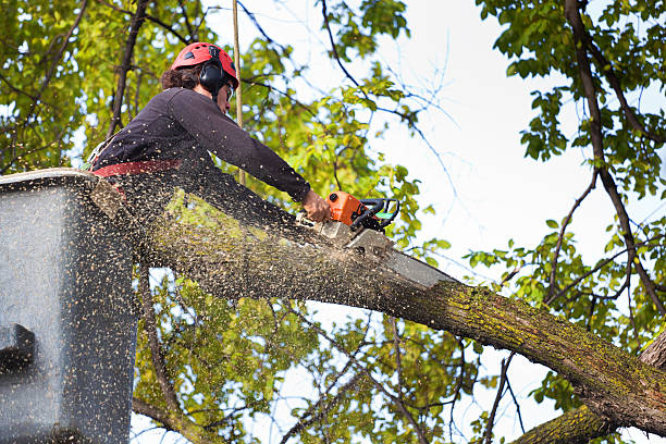 Best Tree Maintenance Programs  in Fort Llins, CO