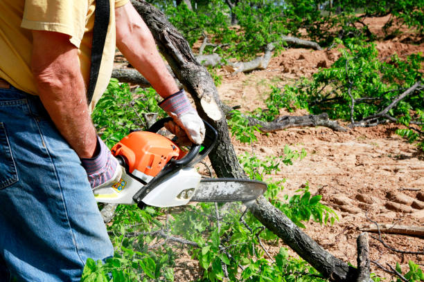 Best Lawn Renovation and Restoration  in Fort Llins, CO